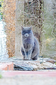 Wild cat resting on the wall in the city center