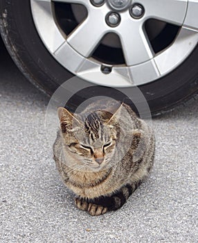 Wild cat sitting on road