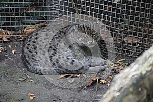 wild cat sleeping in the Rotterdam Blijdorp Zoo in the Netherlands.