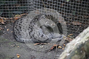 wild cat sleeping in the Rotterdam Blijdorp Zoo in the Netherlands. photo
