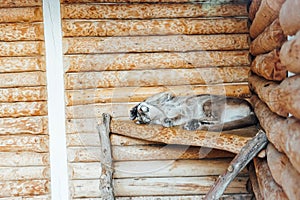 Wild cat lynx sleeps in captivity in zoo cage