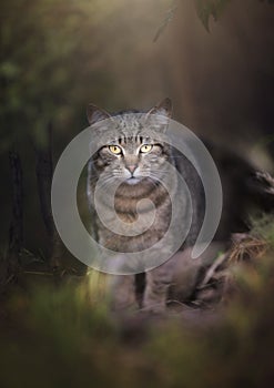 Wild Cat Stepping out of the Woods