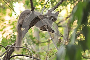 Wild cat on the tree