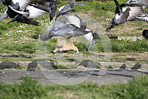 Wild cat trying to catch pigeons at park