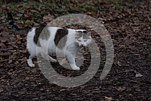 A wild cat walks in the park in autumn