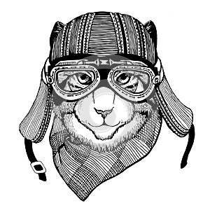 Wild cat Wild cat The cat wears a motorcycle helmet Hand drawn picture