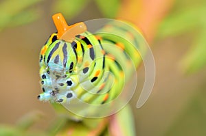 Wild caterpillar of Papilio Macaone photo