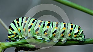 Wild caterpillar Papilio photo