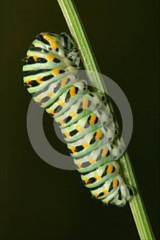 Wild caterpillar of photo