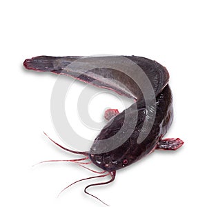 Wild catfish isolated on a white background.