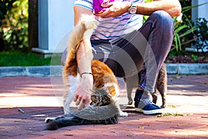Wild cats in Cat Sanat Parki , cat park in Istanbul, Turkey. Person feedings photo