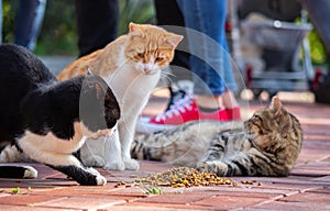 Wild cats in Cat Sanat Parki , cat park in Istanbul