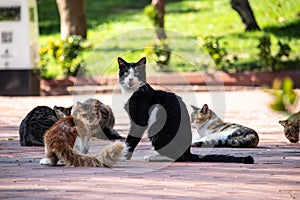 Wild cats in Cat Sanat Parki , cat park in Istanbul photo