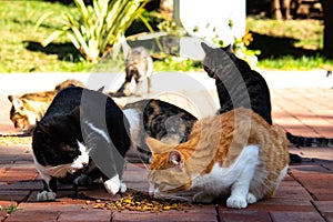 Wild cats in Cat Sanat Parki , cat park in Istanbul, Turkey. Multiple cats eating and fighting photo