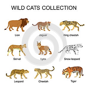 Wild cats collection vector illustration isolated on white background. Lion, jaguar, king cheetah, serval, lynx bobcat, leopard.