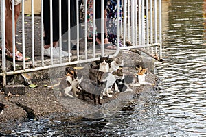 Wild cats hunting for fish at Grand Bassin HIndu Temple, Black River Gorges, Mauritius