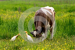 Wild cattle egrets Bubulcus ibis pasturing with cow on green grass meadow. Friendship between wild and domestic animals.