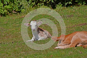 Wild Cattle in the middle of the forest, san luis potosi VII