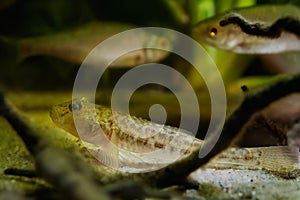 Wild caught monkey goby hide at sunken twig on sand bottom, freshwater domesticated fish, endemic of Southern Bug river