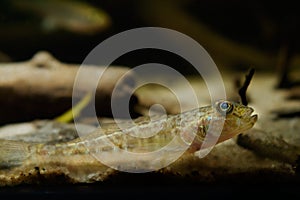 Wild caught monkey goby lie on sand bottom and observe, freshwater domesticated fish, endemic of Southern Bug river