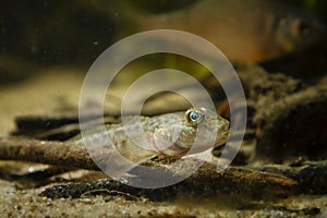 wild caught monkey goby on sand bottom, cute dwarf freshwater fish, endemic of Southern Bug river, European coldwater biotope