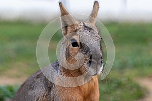 Wild Cavy closeup surrounded by green grass