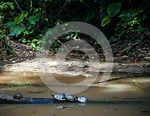 Wild cayman and turtles in Ecuadorian Amazonia, Misahualli