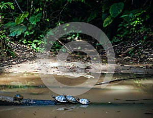 Wild cayman and turtles in Ecuadorian Amazonia, Misahualli photo