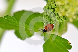 Wild Celery Ladybug 08
