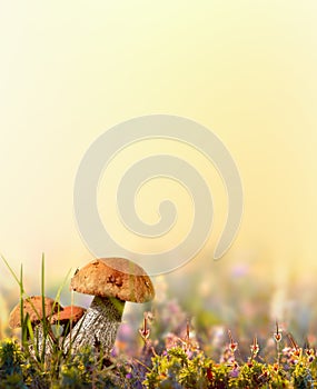 Wild cepe mushroom,  flowers and grass closeup
