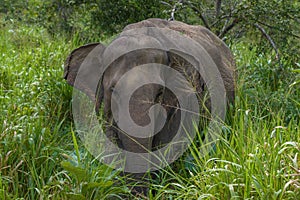 Wild Ceylon elephant Elephas maximus maximus