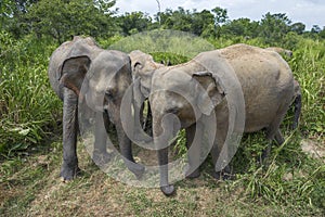 Wild Ceylon elephants close up. Habarana, Sri Lanka