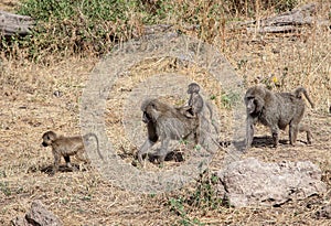 Wild Chacma Baboons