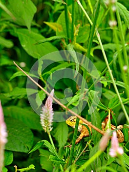 Wild chameleon spoted bug hunting