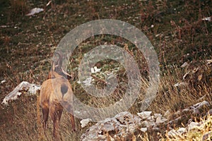 Wild chamois in Abruzzo, Apennines, Italy photo