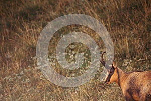 Wild chamois in Abruzzo, Apennines, Italy photo