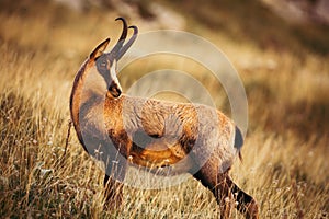 Wild chamois in Abruzzo, Apennines, Italy