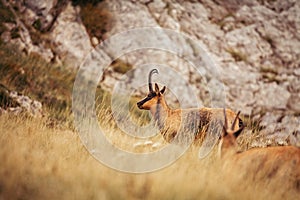 Wild chamois in Abruzzo, Apennines, Italy