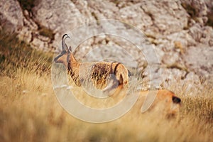 Wild chamois in Abruzzo, Apennines, Italy photo