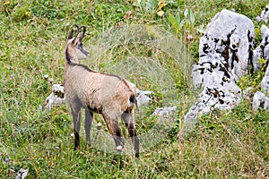 Wild chamois in backlight standing, Jura, France