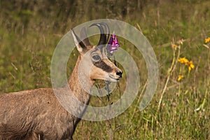 Wild chamois in a field in spring season, Jura, France