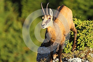 Wild chamois looking up to the camera photo