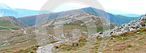 Divoký kamzík na louce Nízkých Tater Nízké Tatry. Jde po turistické cestě na Chopok.