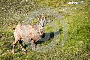 Wild chamois on the mountain meadow