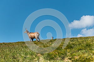 Wild chamois on the mountain meadow