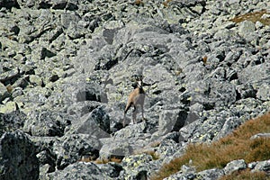 Wild chamois on a rock