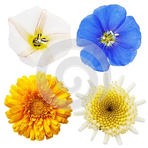 Wild chamomile, calendula, flax and field bindweed flowers isolated