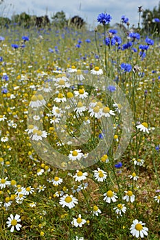 Wild chamomile and cornflowers in a nature reserve