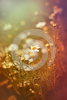 Wild chamomile - daisy