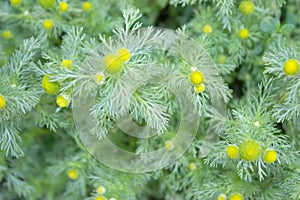 Wild chamomile on defocused background